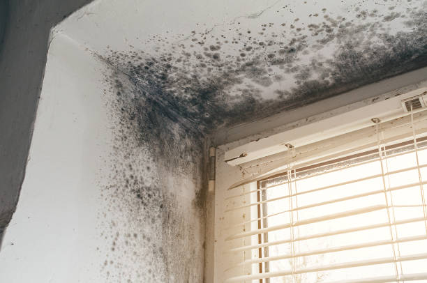 Affordable Commercial Mold Remediation solutions in Concord, MI